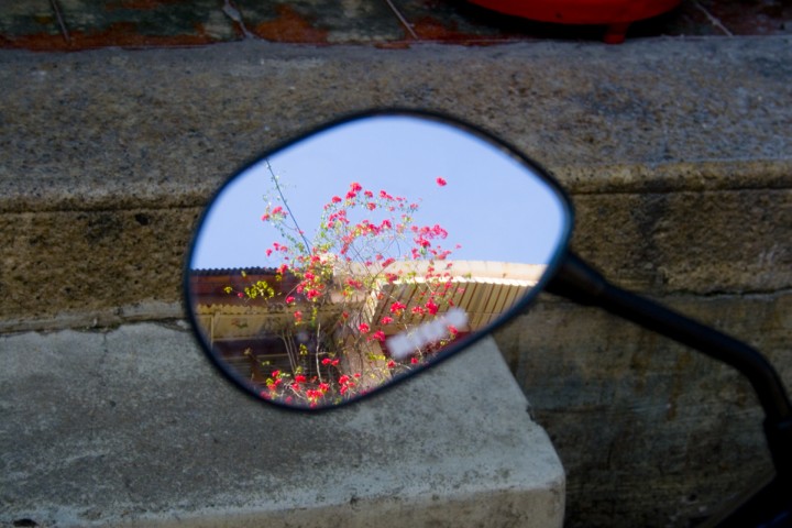Bougainvilla in Motorcycle Mirror